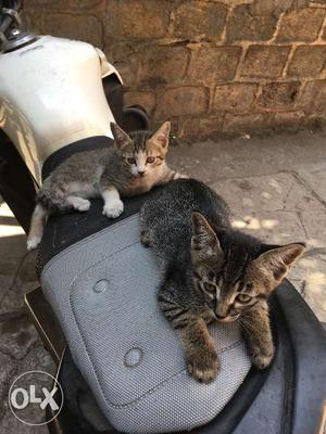 These 2 cute kittens for sale