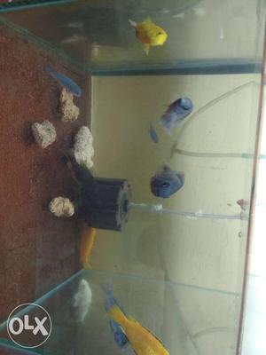 Three Blue Cichlid Fish