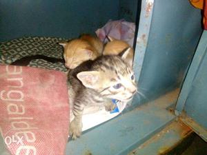 Three Brown And Gray Tabby Kittens
