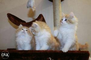 Three White-and-orange Kittens