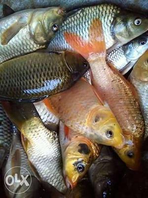 Tilapia Fish Lot