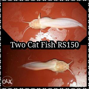 Two Albino Cat Fish Collage