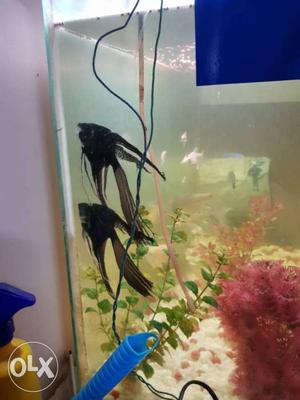 Two Black Angel Fishes