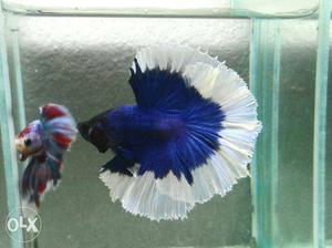 Two Blue, Red, And White Betta Fish