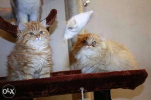 Two Long-fur Tan Kittens