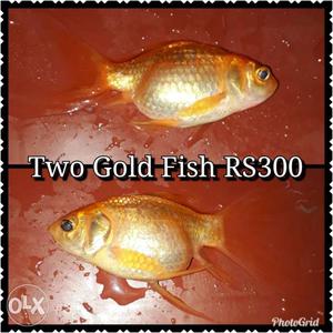 Two Orange Gold Fish Collage
