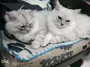 Two Persian male cats, vaccinated, potty trained