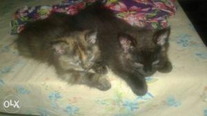 Two Short-furred Black And Brown Kittens
