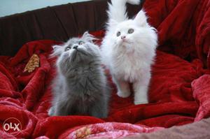 Two White And Gray Fur Kittens