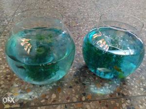 Two fish bowls with fish(Gappy,Molly and Female