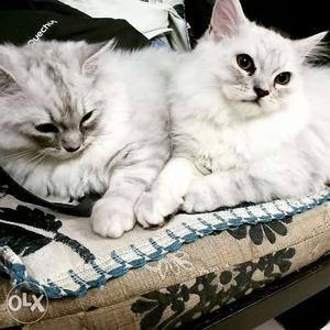 Two male Persian cats, 4 month old, vaccinated