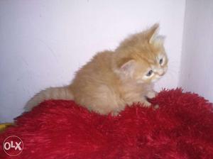 Two parsian kittens for sale with offer price