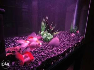 Two red and white rikin gold Pet Fish
