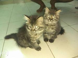 Two tabby Persian cat fully trained 2 months old per cat