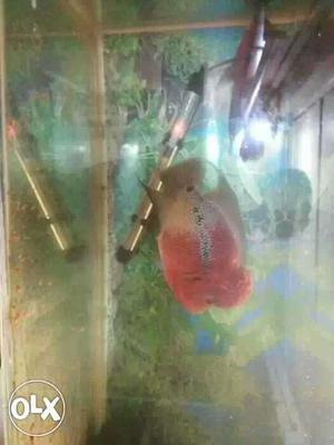Urgent sale Flowerhorn Fish male and female