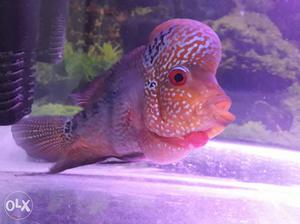Very active red dragon flowerhorn size 7*4inch