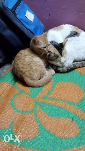 Very sweet and cute male kittens very age 2 month