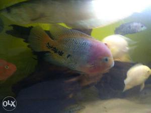 Vieja synphylius cichlid 8inches single rs