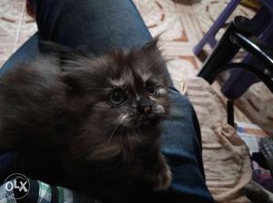 Want to sell my one month old pure persian female