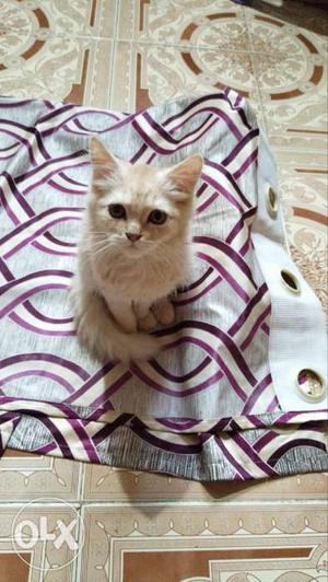 Want to sell my pure persian female kitten 3
