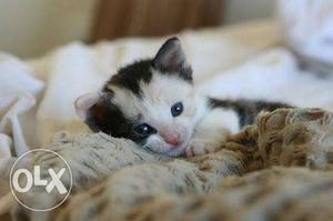 White And Black Bi-color Kitten