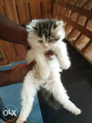 White And Gray Fur Kitten