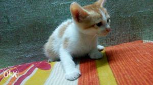 White And Orange Fur Cat
