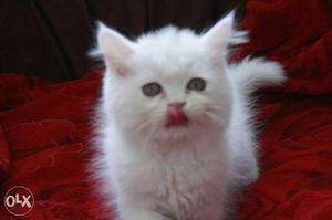 White Cat In Sonipat