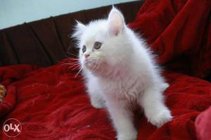 White Dol face kitten