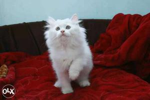 White Dol face kitten with pure bred
