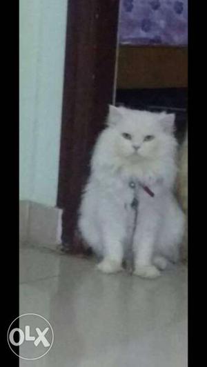 White Heavy Bone Persian Male Cat 14 months