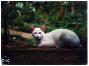 White Ooty crossed. White fur cat. Highly