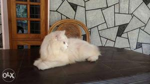 White Persian Cat