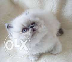 White Persian Cat With Kittens