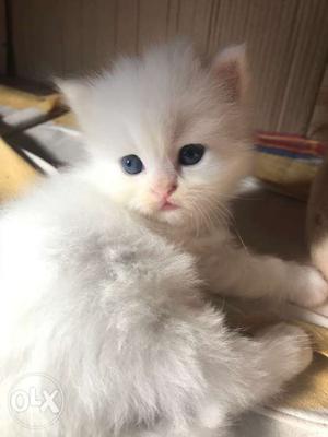 White Persian Kittens with blue eyes