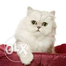 White Persian cat with special eyes.
