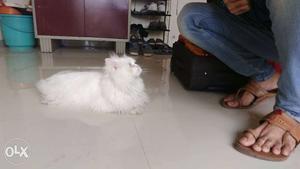 White Persian male cat for mating