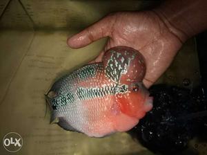 White, Pink, And Black Flowerhorn
