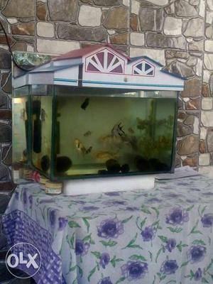 White, Red, And Black House Themed Fish tank