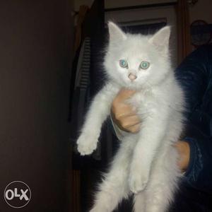 White and black persians available for pet loving