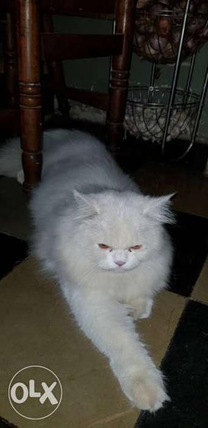 White doll face male Persian Cat