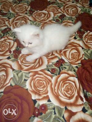 White female Persian cat at a very reasonable price this
