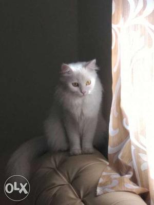 White female persian cat for sale