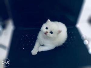 White persian kitten male for sell contact