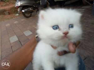 White with blue eyes kitten avelibell