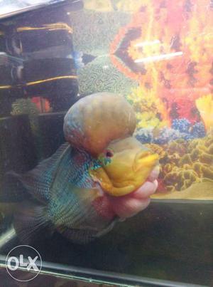 Yellow And Pink Flowerhorn Fish