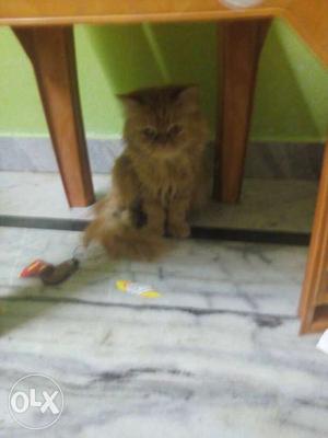 1 male 2 females and 1 kitten Persian cats
