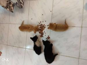 4 Kittens can be taken from me. I found them