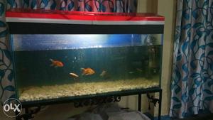 5 * 2.5 ft aquarium Tank with costly stone and accessories