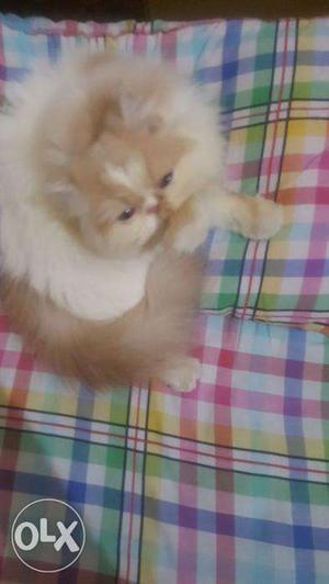6months persian cat white and orange colour